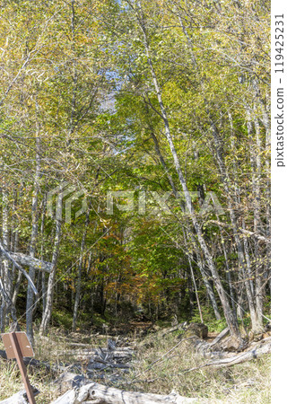 The Shihoro Line forest road seen from the Taushubetsu River Bridge in Kamishihoro, Hokkaido The Shihoro Line forest road seen from the Taushubetsu River Bridge in Kamishihoro, Hokkaido 119425231