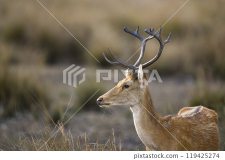 Male Barasingha or Rucervus duvaucelii or Swamp deer closeup or portrait of elusive and vulnerable animal species side face profile kanha national park forest tiger reserve madhya pradesh india asia Male Barasingha or Rucervus duvaucelii or Swamp deer closeup or portrait of elusive and vulnerable animal species side face profile kanha national park forest tiger reserve madhya pradesh india asia 119425274