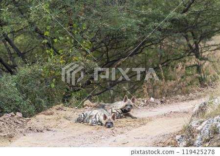 Wild Striped hyena or hyaena hyaena family or pair calm with face and alert with ears in action blocking road or forest track during outdoor jungle safari in ranthambore national park rajasthan india 119425278