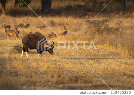 wild male Gaur or Indian Bison or Bos Gaurus feeding or eating grass in grassland habitat and spotted deer family in background in kanha national park forest safari tiger reserve madhya pradesh india 119425280