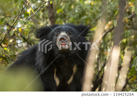 wild adult male Sloth bear or Melursus ursinus or Indian bear with eye contact and face expression closeup in natural woods habitat Dangerous black animal at Ranthambore National Park Rajasthan India 119425284