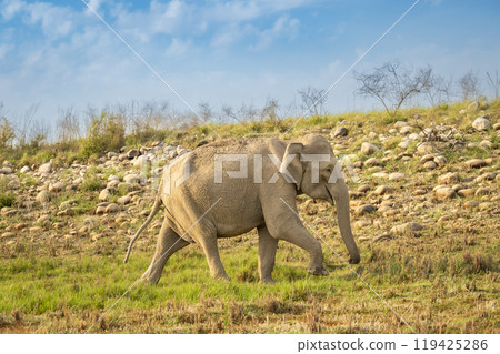 wild aggressive asian female elephant or Elephas maximus wander in forest during summer season migration in safari natural scenic background jim corbett national park tiger reserve uttarakhand india 119425286