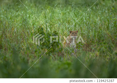 indian wild shy female leopard or panther or panthera pardus  with eye contact trying to hide or camouflage in green grass in winter season outdoor jungle safari at jhalana forest reserve jaipur india 119425287