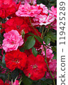 Beautiful red and pink roses 119425289