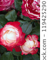 Beautifully blooming red roses [Nostalgia] 119425290