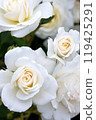 Beautifully blooming white roses 119425291