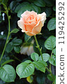 A beautiful orange rose 119425292