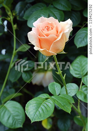 一朵美麗、美麗的橙色玫瑰 119425292