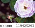 Beautiful purple roses and buds 119425293