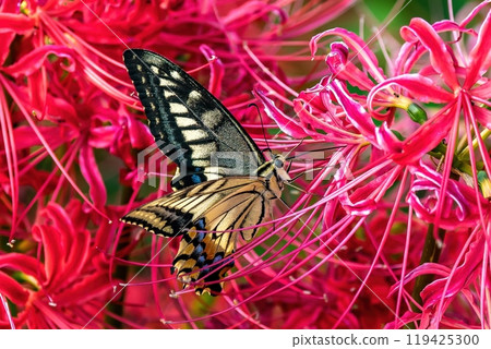 A common machaon butterfly sucking nectar from a crimson spider lily A common machaon butterfly sucking nectar from a crimson spider lily 119425300