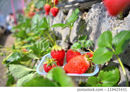 中部/久能山/鮮紅多汁的石垣草莓，草莓採摘的甜美有趣的形象/靜岡市駿河區(4) 119425431