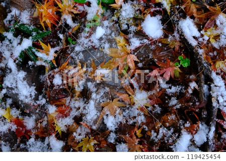 Autumn leaves covered with thin snow Autumn leaves covered with thin snow 119425454