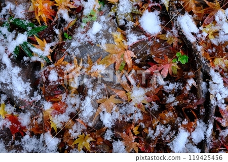 Autumn leaves covered with thin snow 119425456