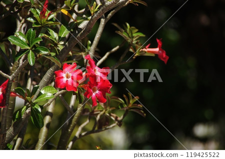 Red tropical plant flower Tropical plant (February) Adenium 13H4.3 Red tropical plant flower Tropical plant (February) Adenium 13H4.3 119425522