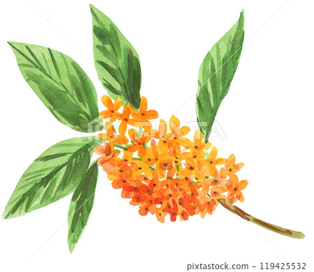 Osmanthus painted in watercolor 241019pix7 119425532
