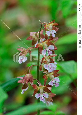 Calanthe discolor，一種曾經常見於各地區低山的蘭科植物 119425606
