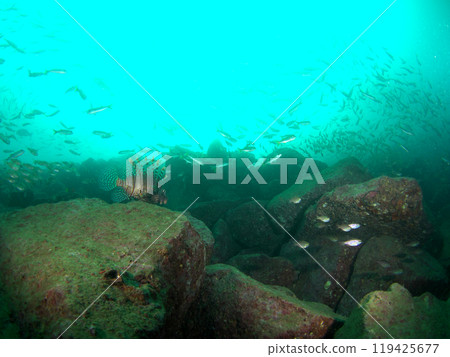 魚群和獅子魚的後視圖 119425677