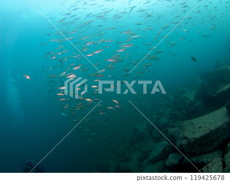 Blue sea and a school of shining sardines Blue sea and a school of shining sardines 119425678