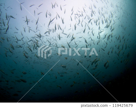 Looking down at a school of sardines in shallow waters 119425679