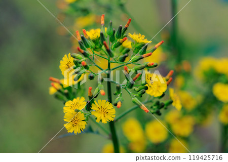 東方假鷹，一種自然生長在路邊和花園裡，開黃色花朵的雜草。 119425716