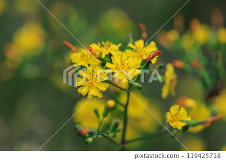 Oriental False Hawk, a weed that grows naturally on the roadside and in the garden and has yellow flowers. Oriental False Hawk, a weed that grows naturally on the roadside and in the garden and has yellow flowers. 119425718
