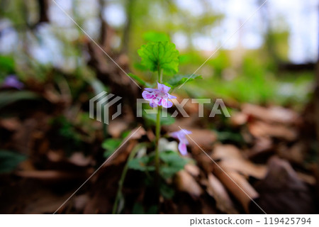 Glechoma grandis 春天盛開,作為藥草和涼茶也很受歡迎 Glechoma grandis 春天盛開,作為藥草和涼茶也很受歡迎 119425794