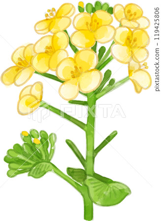 油菜花水彩畫的插圖 119425806