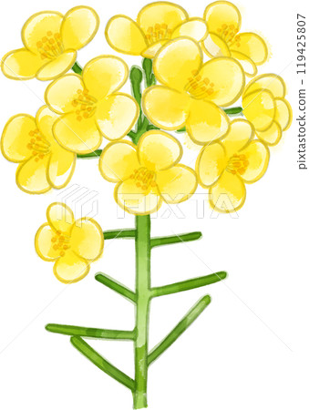 油菜花水彩畫的插圖 119425807