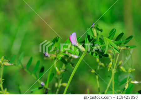 The official name is the Vetch, a crow no pea. The official name is the Vetch, a crow no pea. 119425850
