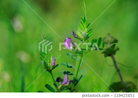 The official name is the Vetch, a crow no pea. 119425851