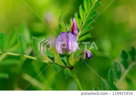 正式名稱是Vetch,烏鴉沒有豌豆。 正式名稱是Vetch,烏鴉沒有豌豆。 119425854