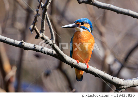 琉璃色的流行翠鳥 119425920