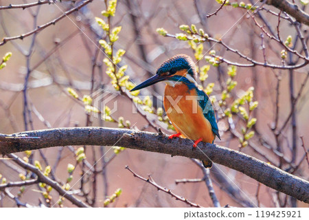 琉璃色的流行翠鳥 119425921