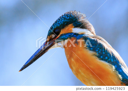 Ruri-colored popular kingfisher Ruri-colored popular kingfisher 119425923