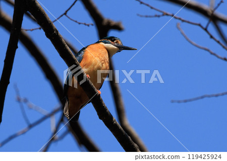 Ruri-colored popular kingfisher 119425924