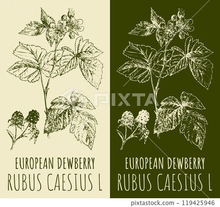 Vector drawings EUROPEAN DEWBERRY. Hand drawn illustration. Latin name RUBUS CAESIUS L. 119425946