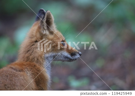 Kita Fox looking at a distance 119425949