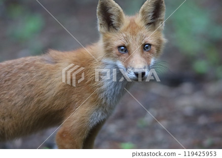 A red fox I met in the summer forest 119425953