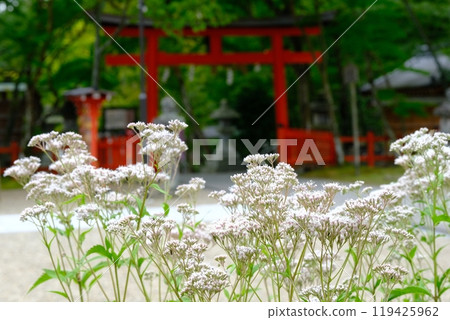 大原野神社的藤箱 119425962