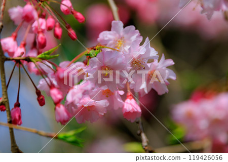 櫻花,一種為相遇和告別著色的日本花 櫻花,一種為相遇和告別著色的日本花 119426056