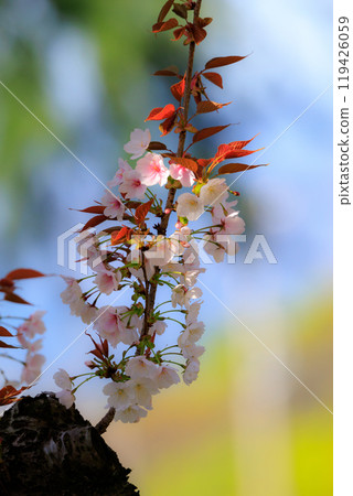櫻花,一種為相遇和告別著色的日本花 櫻花,一種為相遇和告別著色的日本花 119426059