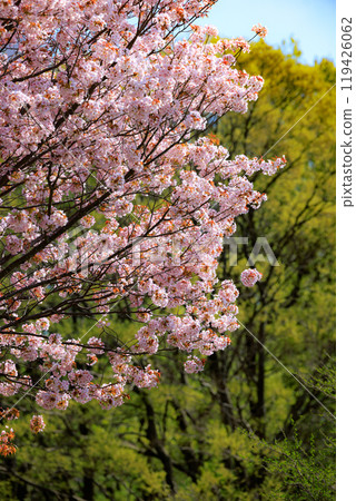 櫻花，一種為相遇和告別著色的日本花 119426062