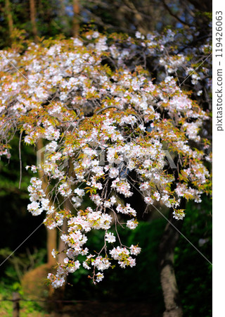 Sakura, a Japanese flower that colors encounters and farewells 119426063