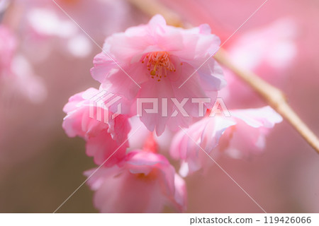 櫻花,一種為相遇和告別著色的日本花 櫻花,一種為相遇和告別著色的日本花 119426066