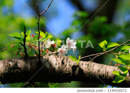 Sakura, a Japanese flower that colors encounters and farewells 119426071