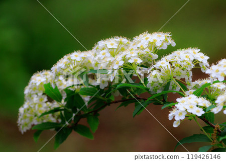繡線菊，薔薇科繡線菊屬落葉灌木的一種 119426146