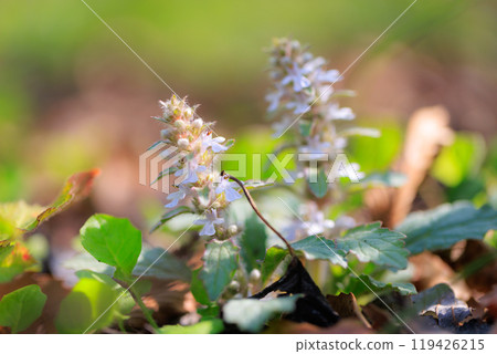 Bugleweed that blooms white and light purple florets in the inland hills and dry bright forests in spring Bugleweed that blooms white and light purple florets in the inland hills and dry bright forests in spring 119426215
