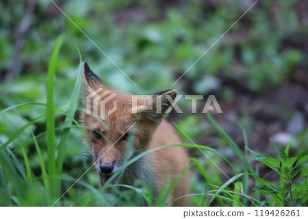 A red fox threatening from behind the grass 119426261