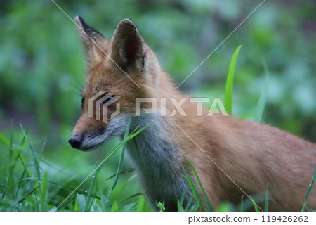 Summer fox 119426262