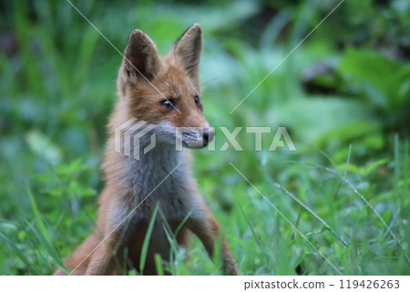 Fox Portrait 119426263